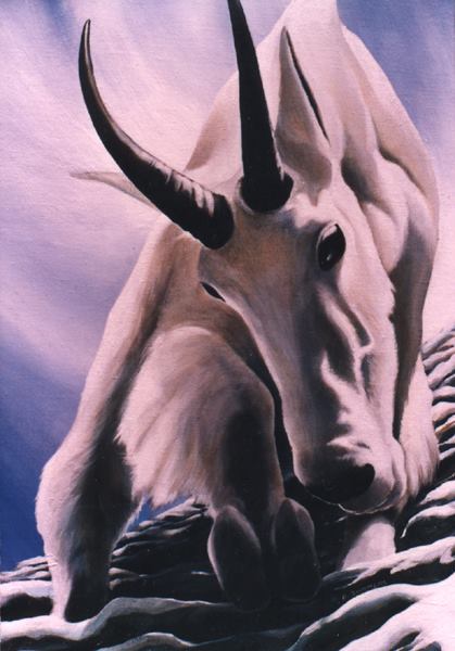 Mountain Goat
