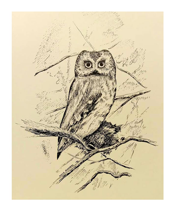 Owl
