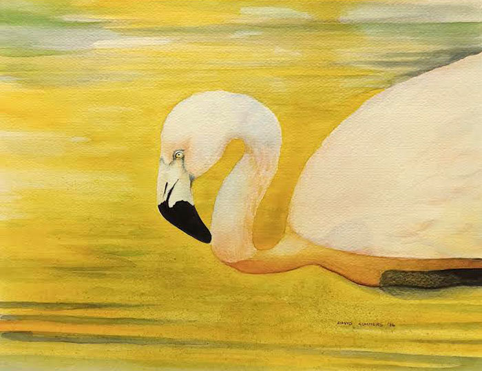 Flamingo