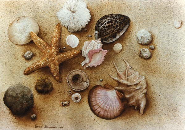 Sea Shells